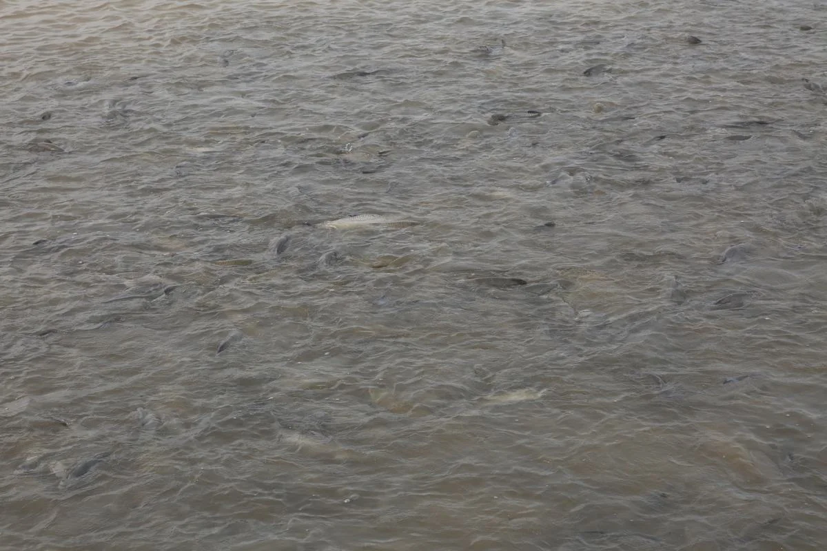 A school of fish feeding at the pond surface