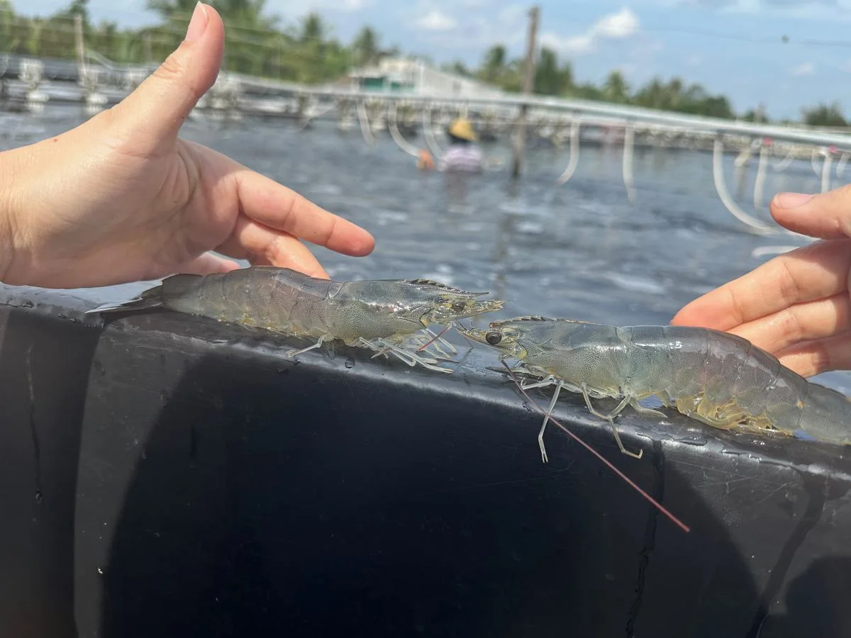 Whiteleg shrimp caught by cast net for a pond-side check