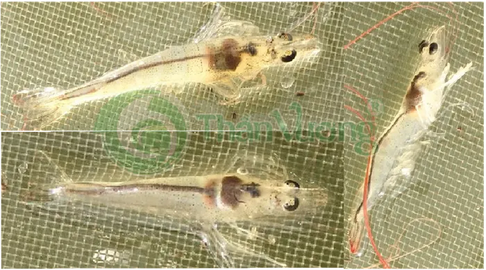 Real shrimp hepatopancreas inspection