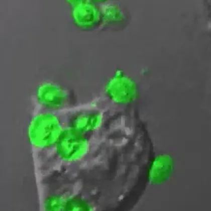 Pathogens attaching to the surface of the blood cell