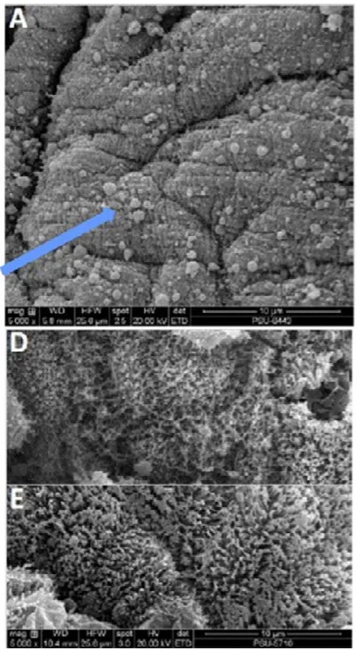 Scanning electron microscope (SEM) images of the shrimp gut surface: beneficial bacteria attaching to the gut; whiteleg shrimp gut villi