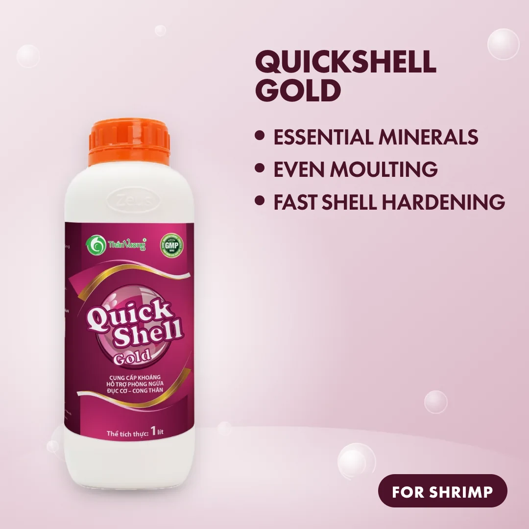 QUICKSHELL GOLD