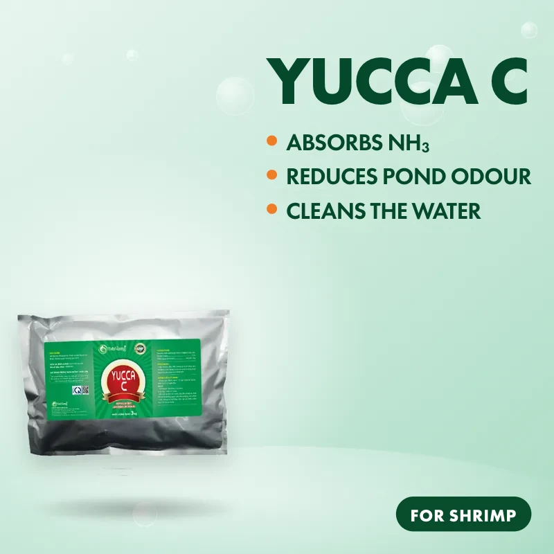 YUCCA C