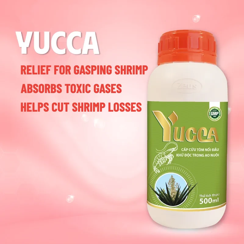 YUCCA