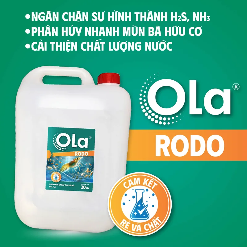 OLA RODO 2