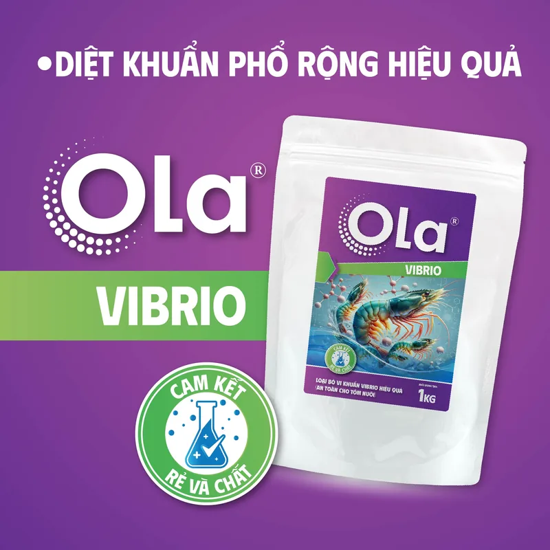 OLA VIBRIO 2