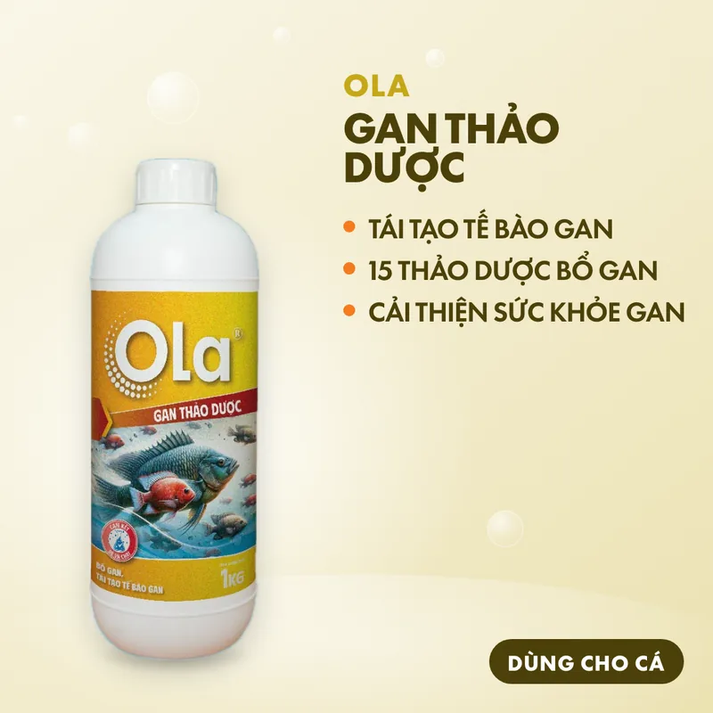 OLA Gan Thảo Dược 2