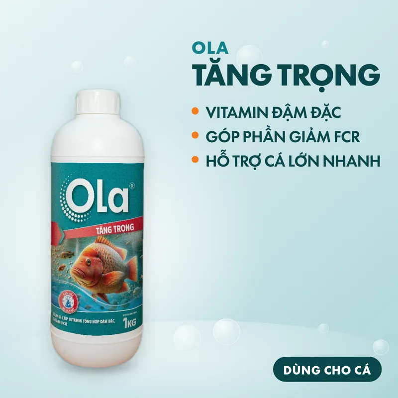 OLA Tăng Trọng 2