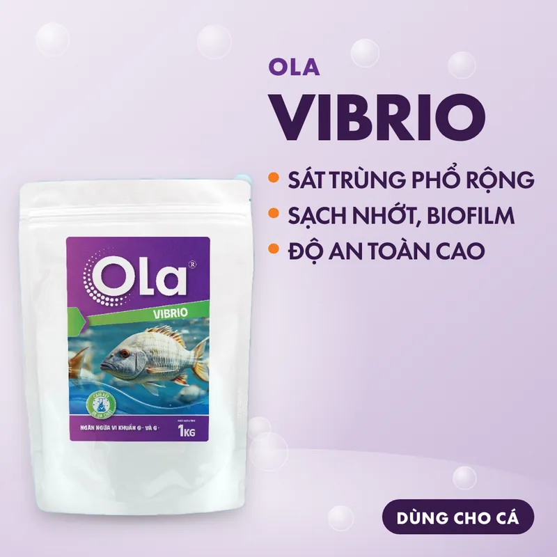 OLA VIBRIO 2