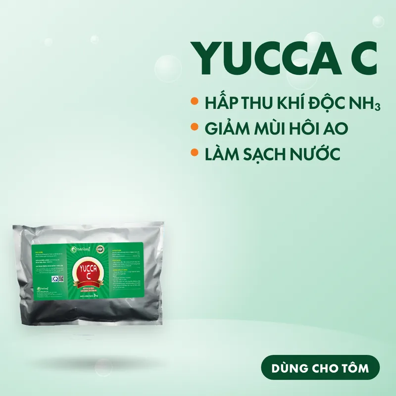 YUCCA C