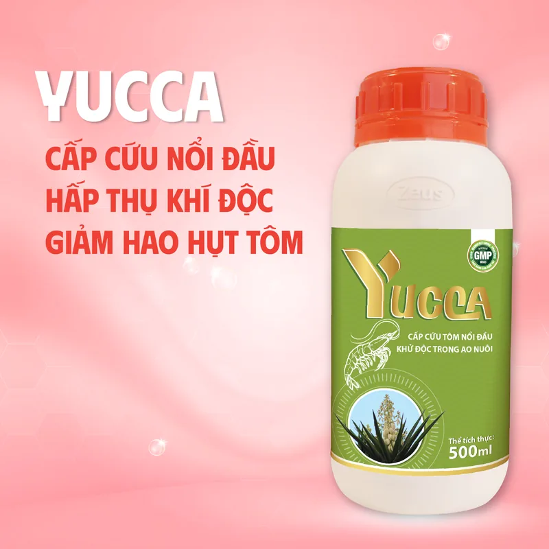 YUCCA