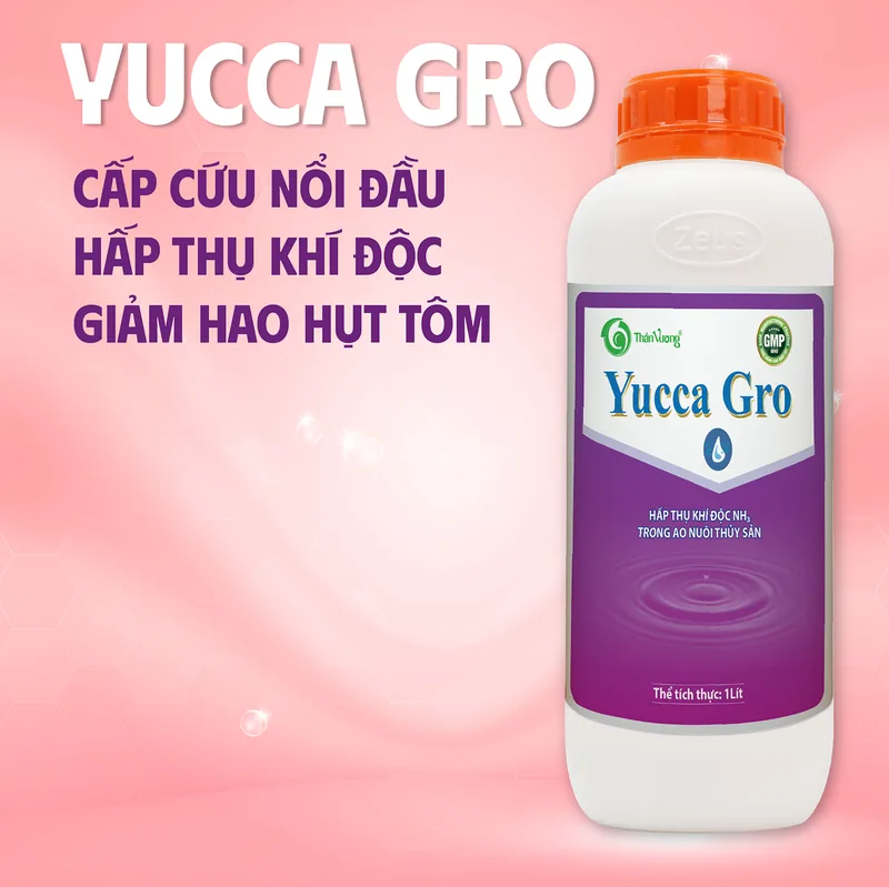 YUCCA GRO