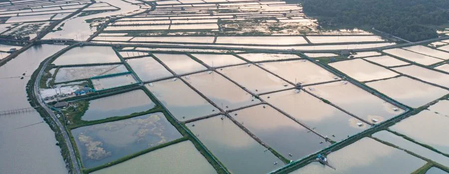 Aerial view of shrimp ponds at sunset, each pond with its own aerator