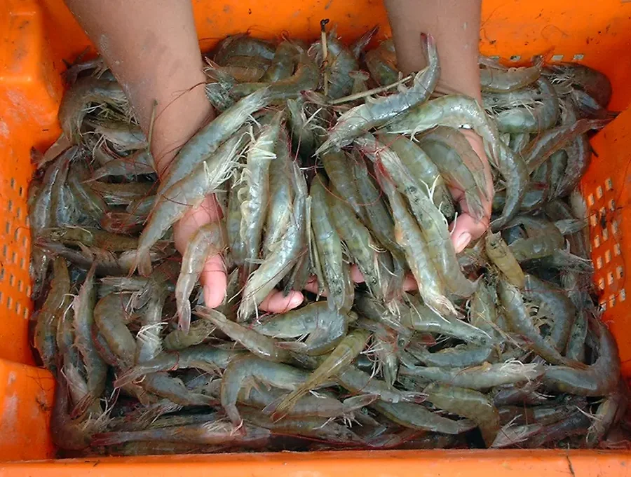 Freshly harvested whiteleg shrimp in a plastic basket